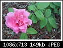 Img-1286-Bush Rose-dscn1286.jpg