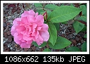 Img-1283-Bush Rose-dscn1283.jpg