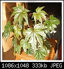 Img-1279-Begonia-dscn1279.jpg