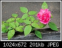 Img-1468-A rose-dscn1468.jpg