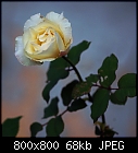 rose #17-rose_017-0.jpg