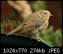 A very immature robin (Erithacus rubecula) [1/1]-z_robin_7348.jpg