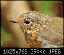 A very immature robin (Erithacus rubecula) [1/1]-z_robin_7345a.jpg