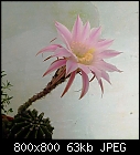 echinopsis flower-echinopsis-2.jpg
