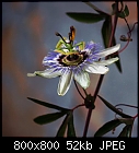 passionflower-passiflora_caerulea-2.jpg