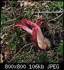 mushroom hunt: anthurus muellerianum-pilz_anthurus_muellerianus-0.jpg