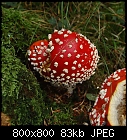 mushroom hunt: anthurus muellerianum-pilz_amanita_muscaria.jpg