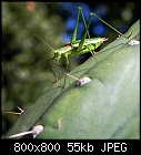 grasshopper on a cactus-grasshopper_cereus_2014-08-22.jpg