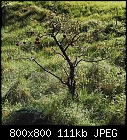 ol' tree and a few apples-apfel_bg_0_3-3.jpg