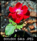 rose 16-rose_016-2.jpg