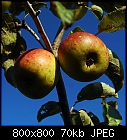 more apples and a blue sky-apfel_bruennerling-2.jpg