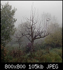 rowan in the autumn mist-sorbus_aucuparia-4.jpg