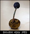 sauromatum bulb with seed head-sauromatum_venosum-bulb-2.jpg