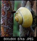 little white-lipped snail-cepaea_hortensis-0.jpg