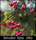 common spindle-spindle_tree-5.jpg