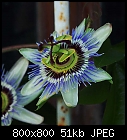 uncommonly shaped passionflower-passiflora_caerulea-3.jpg