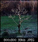 old tree once more-apfel_bg_0_3-4.jpg