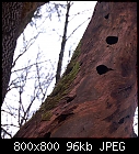 woodpecker holes in rotten elm-tree-woodpecker_holes.jpg