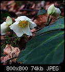 winter rose-helleborus_niger_06.jpg