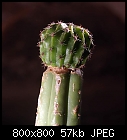 cactus grafting-echinopsis_cereus-1.jpg