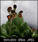 primrose Gold Lace black-primula_elatior_goldlace-0.jpg