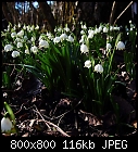 Spring snowflakes-leucojum_vernum-d2.jpg