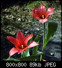 tulips kaufmannia 'Verdi'-tulip-kaufmannia_20150320.jpg