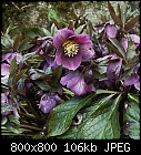 helleborus orientalis-helleborus_orientalis-2.jpg