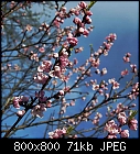 peach blossoms-pfirsich-2.jpg