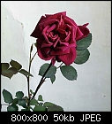 -rose_022-1.jpg