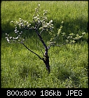 old apple tree once more-apfel_bg_0_3-5.jpg