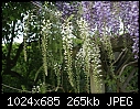epi time-white-wisteria-01726.jpg