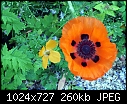 Poppy contrast-poppy-contrast-03305.jpg