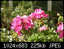 Pink geranium-pink-geranium-03266.jpg