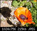 -poppy-detail-03271.jpg