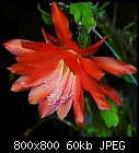 epis by numbers -&gt;4-epiphyllum_004-0.jpg