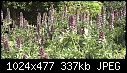 Acanthus en masse-acanthus-en-masse-01857.jpg