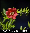 unexpected pomegranate flower-punica_granatum-0.jpg