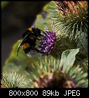 greater burdock with visitor-arctium_bumblebee-1.jpg