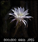 echinopsis flower-echinopsis-4.jpg