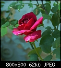 -rose_007-3.jpg