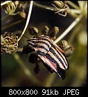 italian striped bug-graphosoma_lineatum-0.jpg