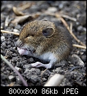 little rodent-lil_mouse-0.jpg