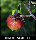 october apple-apfel_bg_1_2-0_20151002.jpg