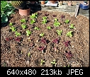 Lettuce - Lettuce 1a (Small).jpg (1/1)-lettuce-1a-small-.jpg