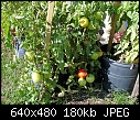 Tomatoes - Tomatoes 1a (Small).jpg (1/1)-tomatoes-1a-small-.jpg
