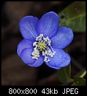 1st sign of spring (liverwort)-anemone_hepatica-7a.jpg