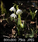 signs of spring (spring snowflake)-leucojum_vernum-e.jpg
