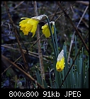 rainy daffodils-narcissus_pseudonarcissus-6.jpg