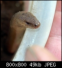 blindworm (lodger of my compost heaps)-blindworm-1_20160402.jpg